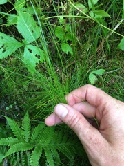 Carex trisperma