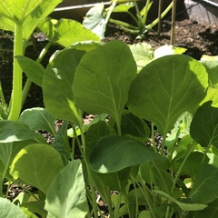 Brassica oleracea gemmifera