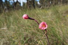 Thelymitra rubra