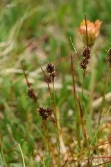 Luzula multiflora sibirica