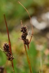 Luzula multiflora sibirica