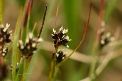 Luzula multiflora sibirica
