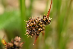 Luzula multiflora sibirica