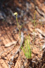 Bulbine alata