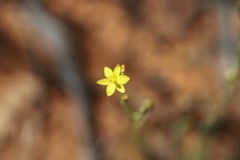 Bulbine alata