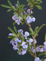 Psoralea rubicunda