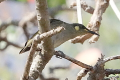 Microptilotis imitatrix