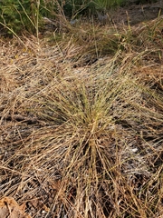 Carex multicaulis