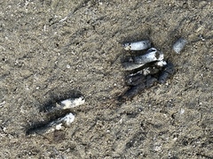 Pelecaniformes