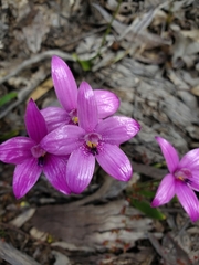 Elythranthera emarginata