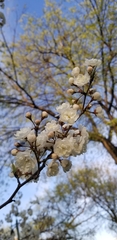 Prunus