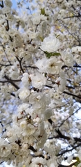 Prunus