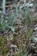 Luzula spicata