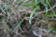 Luzula spicata