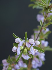 Psoralea rubicunda