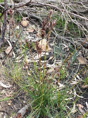 Schoenus villosus