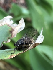 Physeema quadricincta