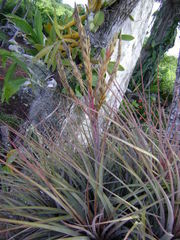 Tillandsia inopinata