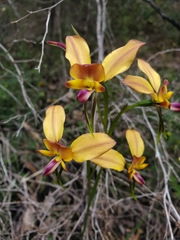 Diuris ostrina