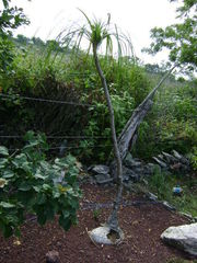 Beaucarnea