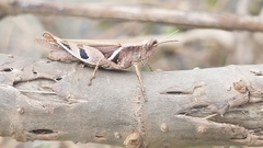 Catantopsis