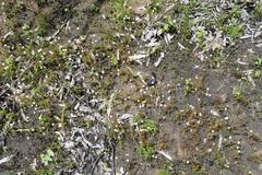 Mitrasacme polymorpha