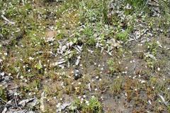 Mitrasacme polymorpha