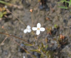 Mitrasacme polymorpha