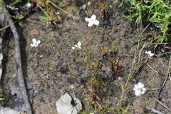 Mitrasacme polymorpha