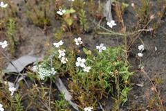 Mitrasacme polymorpha