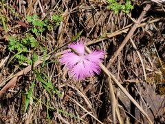 Dianthus pygmaeus