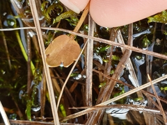 Ranunculus cheesemanii