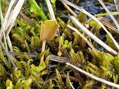 Ranunculus cheesemanii