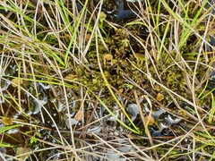 Ranunculus cheesemanii