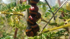 Libyaspis coccinelloides