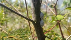 Libyaspis coccinelloides