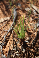 Bulbine alata