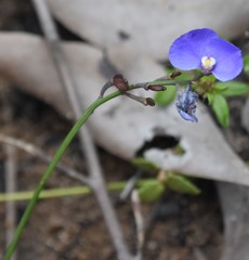Comesperma sphaerocarpum