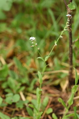 Myosotis krylovii collucata