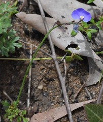 Comesperma sphaerocarpum
