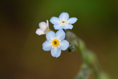 Myosotis krylovii collucata