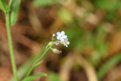 Myosotis krylovii collucata
