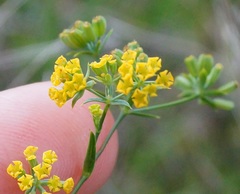 Bupleurum brachiatum