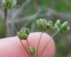 Bupleurum brachiatum