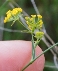 Bupleurum brachiatum