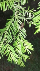 Helophilus antipodus