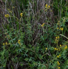 Bupleurum brachiatum