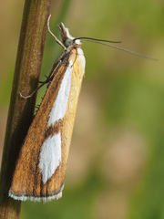 Catoptria conchella