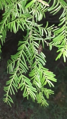 Helophilus antipodus