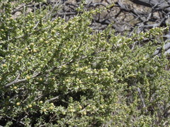 Baccharis pteronioides